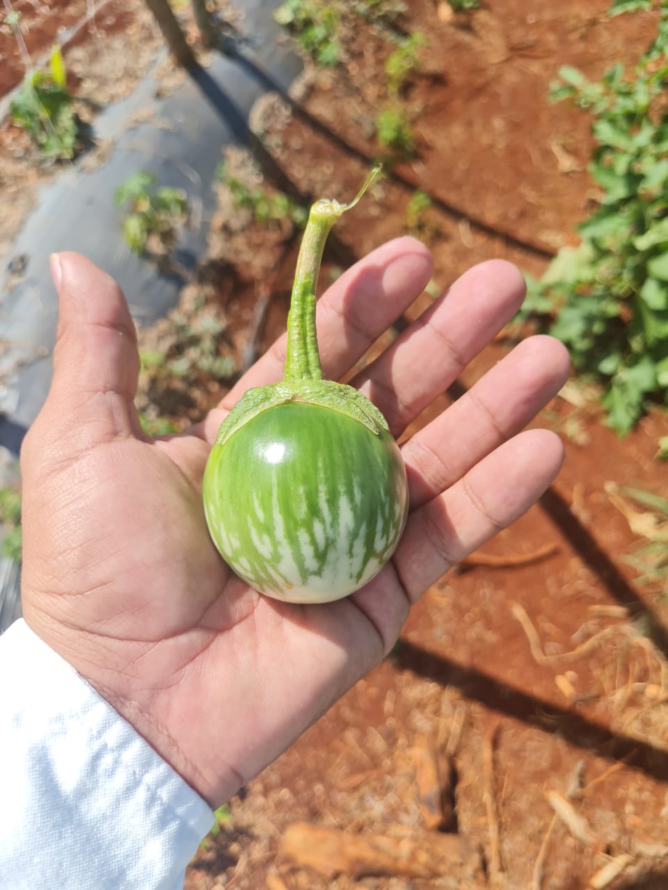 Eggplant Green - kermit F1