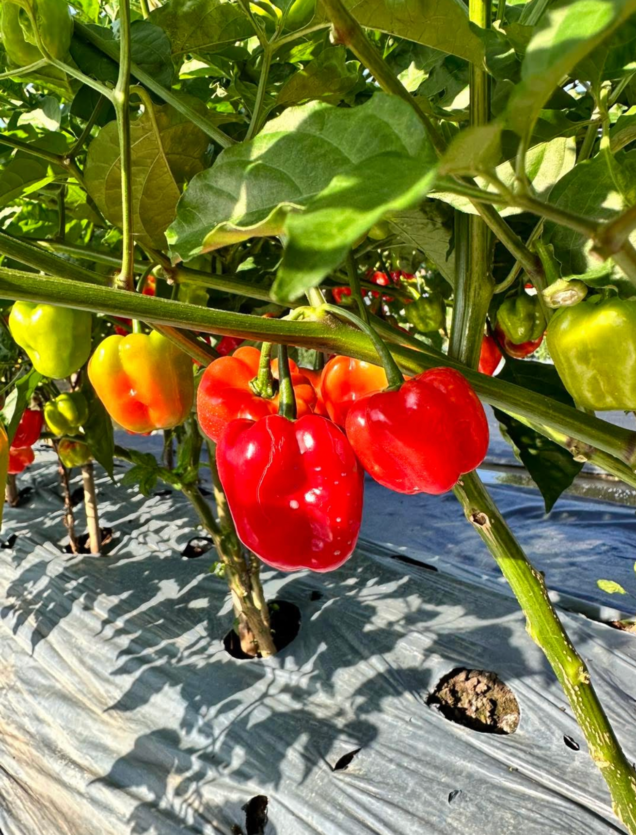 Habanero Red