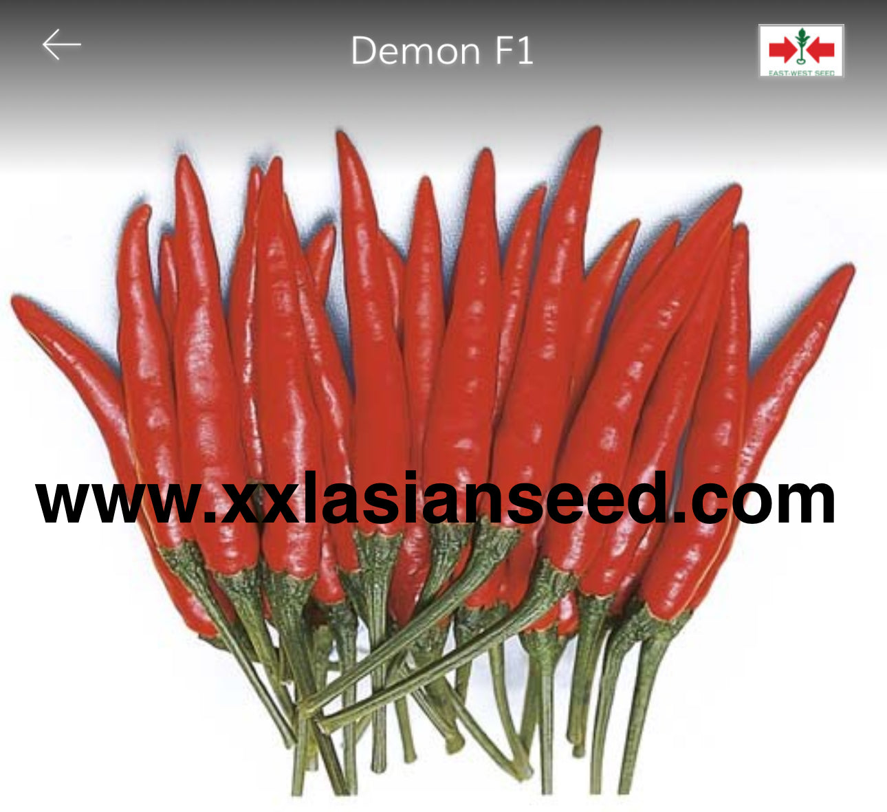 demon seed plant Demon F1 – xxlasianseed
