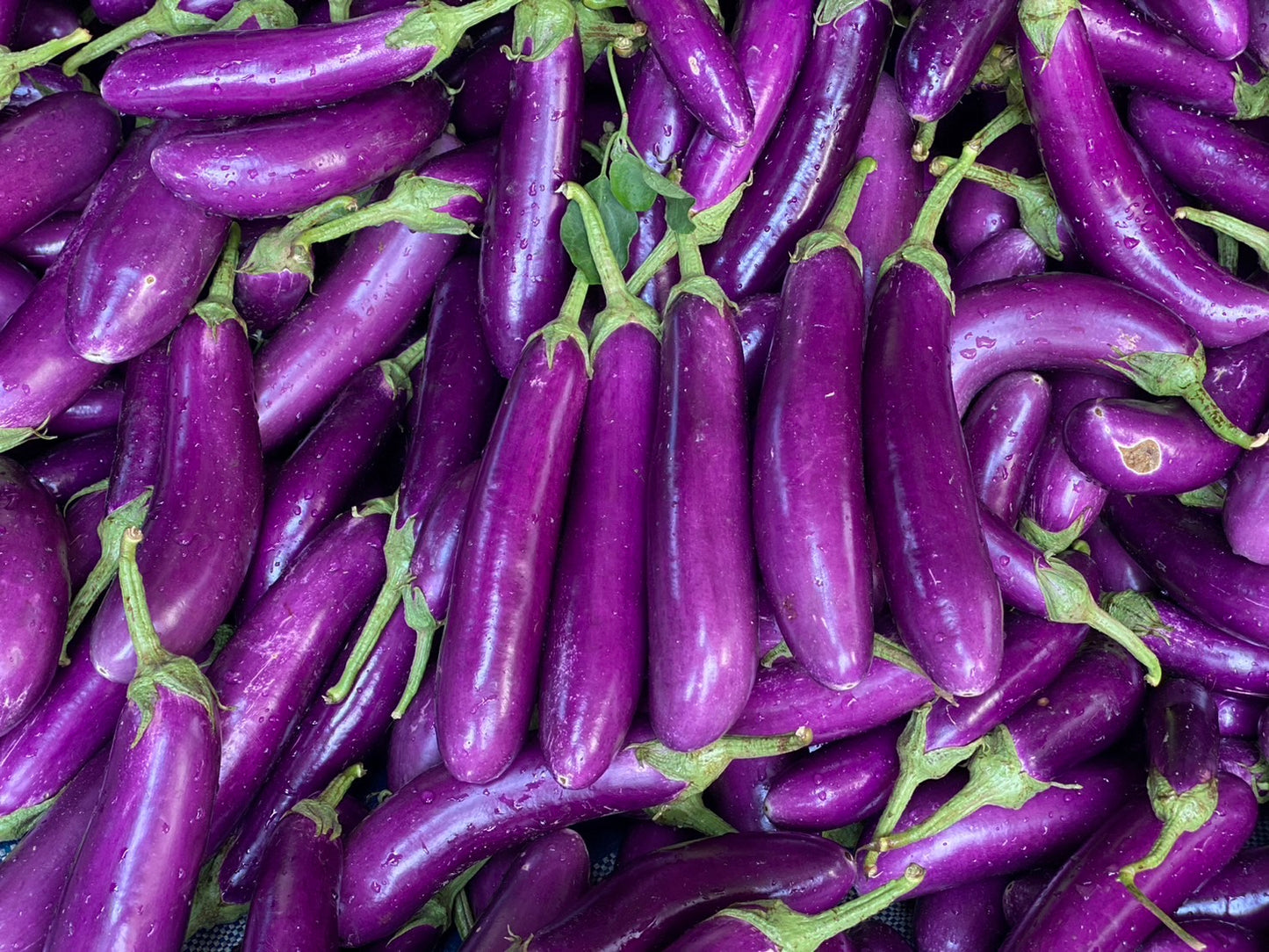 F1 Hybrid long purple eggplant - Intani