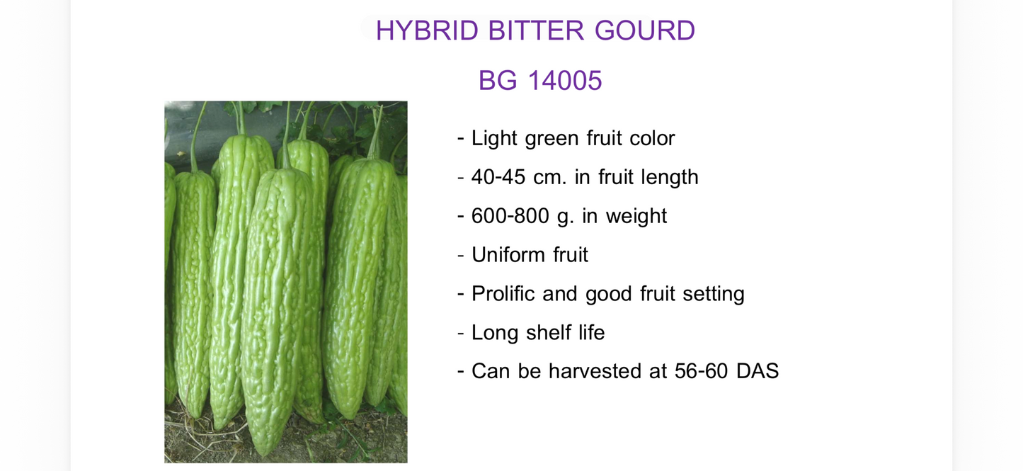 Light Green Hybrid Bittergourd