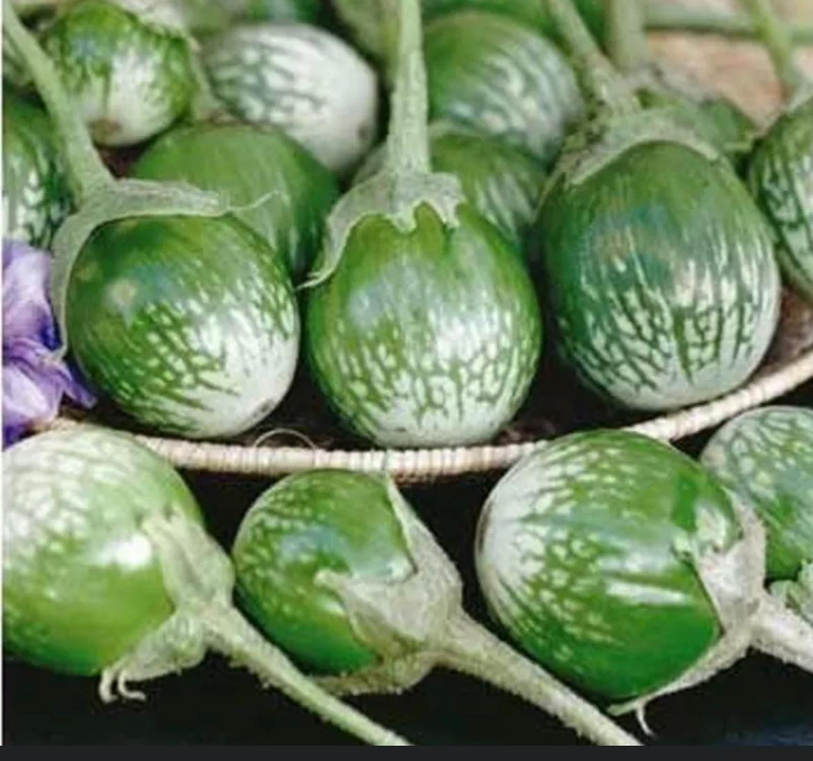 Eggplant Green - kermit F1