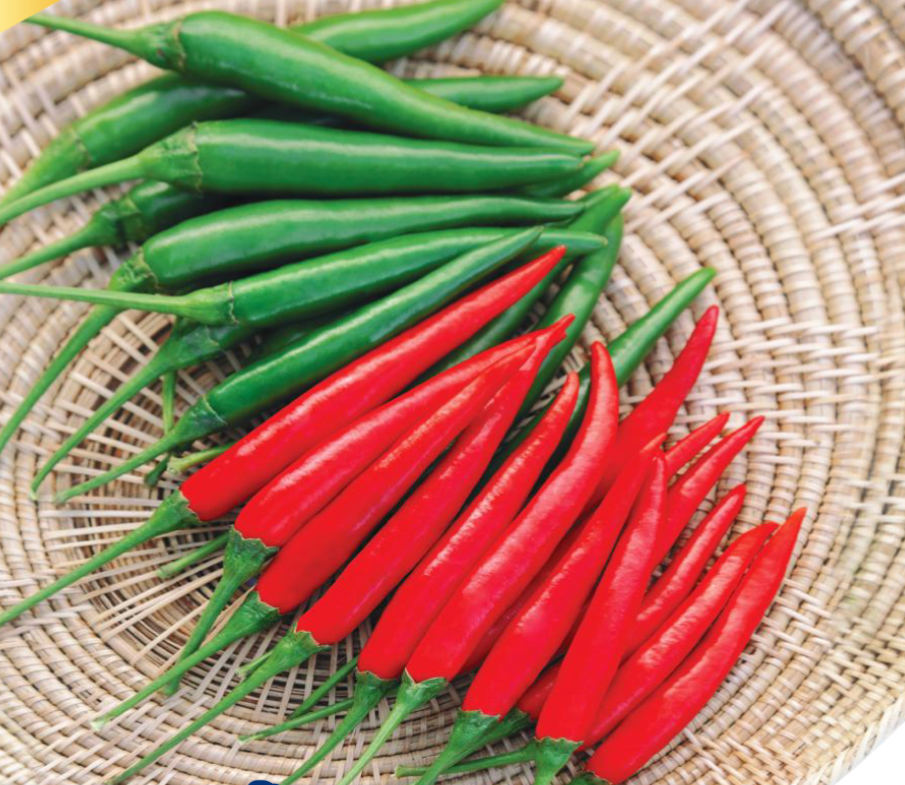 Hot pepper 168- F1