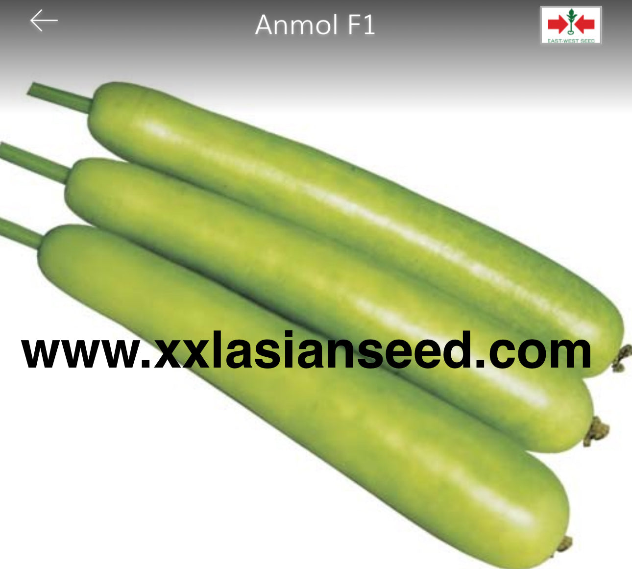 Bottle Gourd: Anmol F1