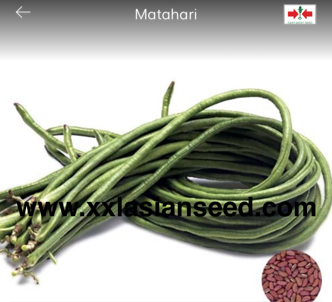 Yard long Bean; Matahari