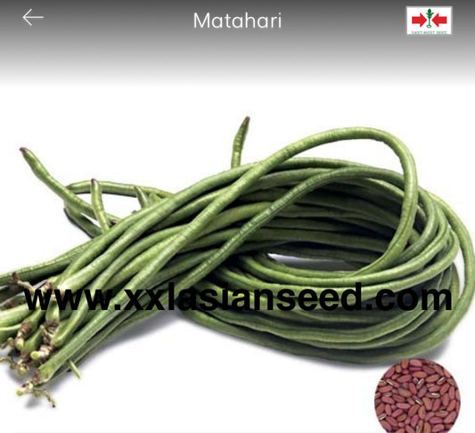 Yard long Bean; Matahari