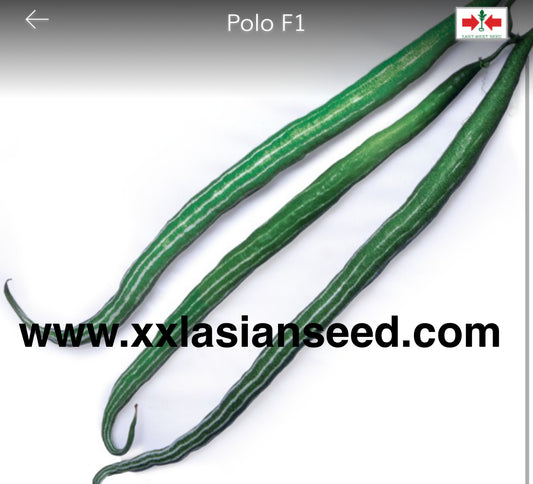 Snake Gourd: Polo F1