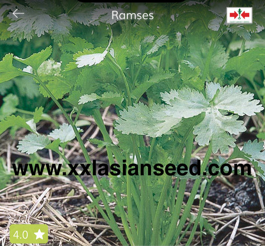 Coriander; Ramses