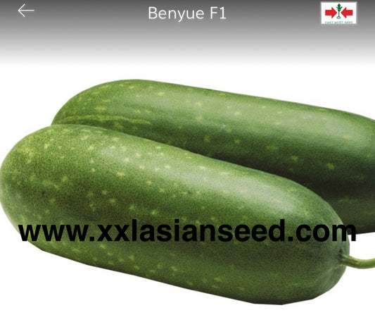 Wax gourd: Benyue F1