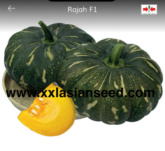 Pumpkin: Rajah F1