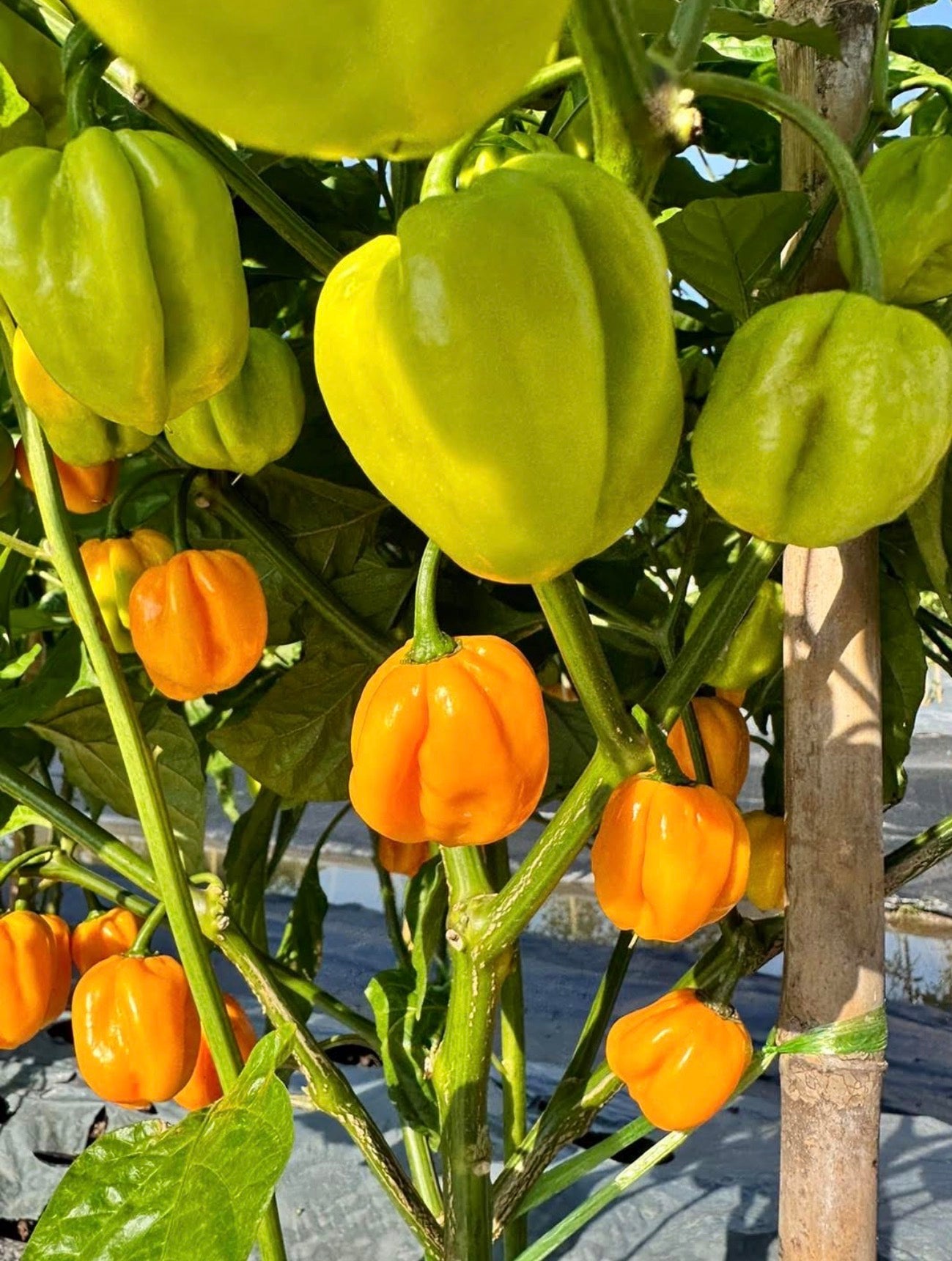 Habanero Yellow