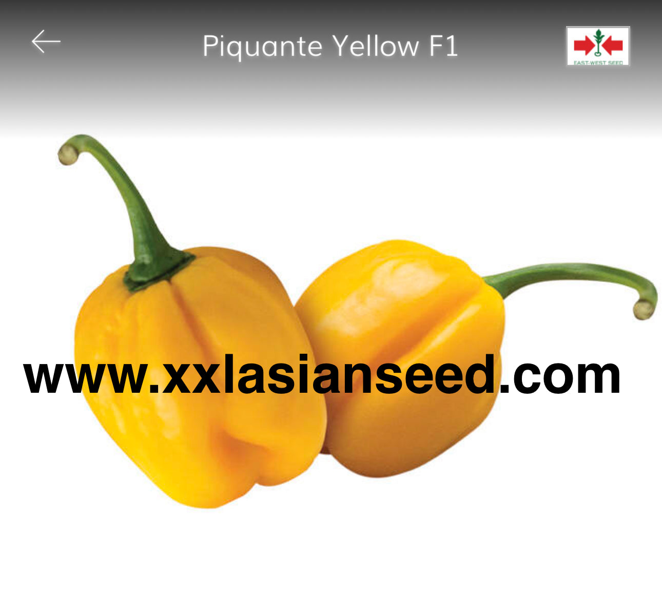 Piquante Yellow F1