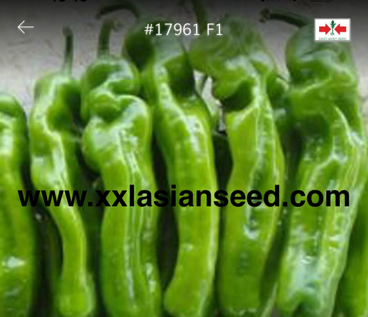 chilli; #17961 F1