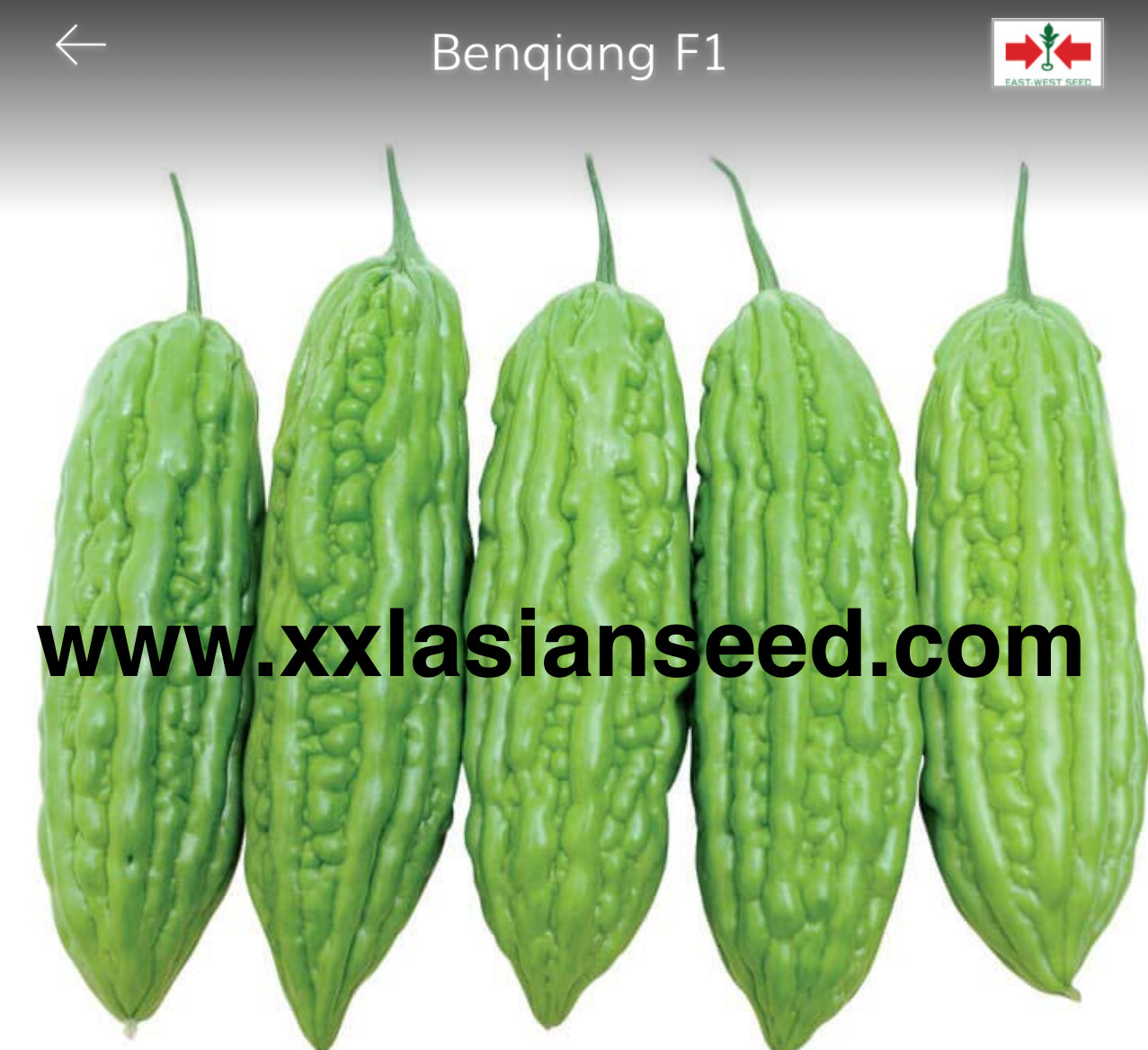 Benqiang F1