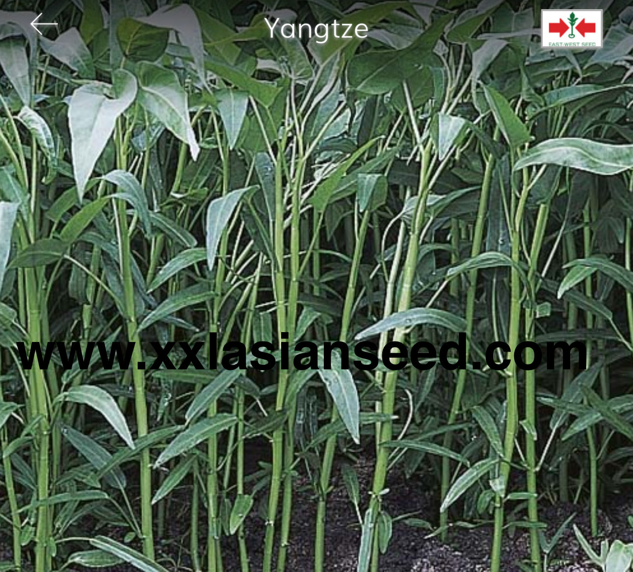 Kangkong; Yangtze