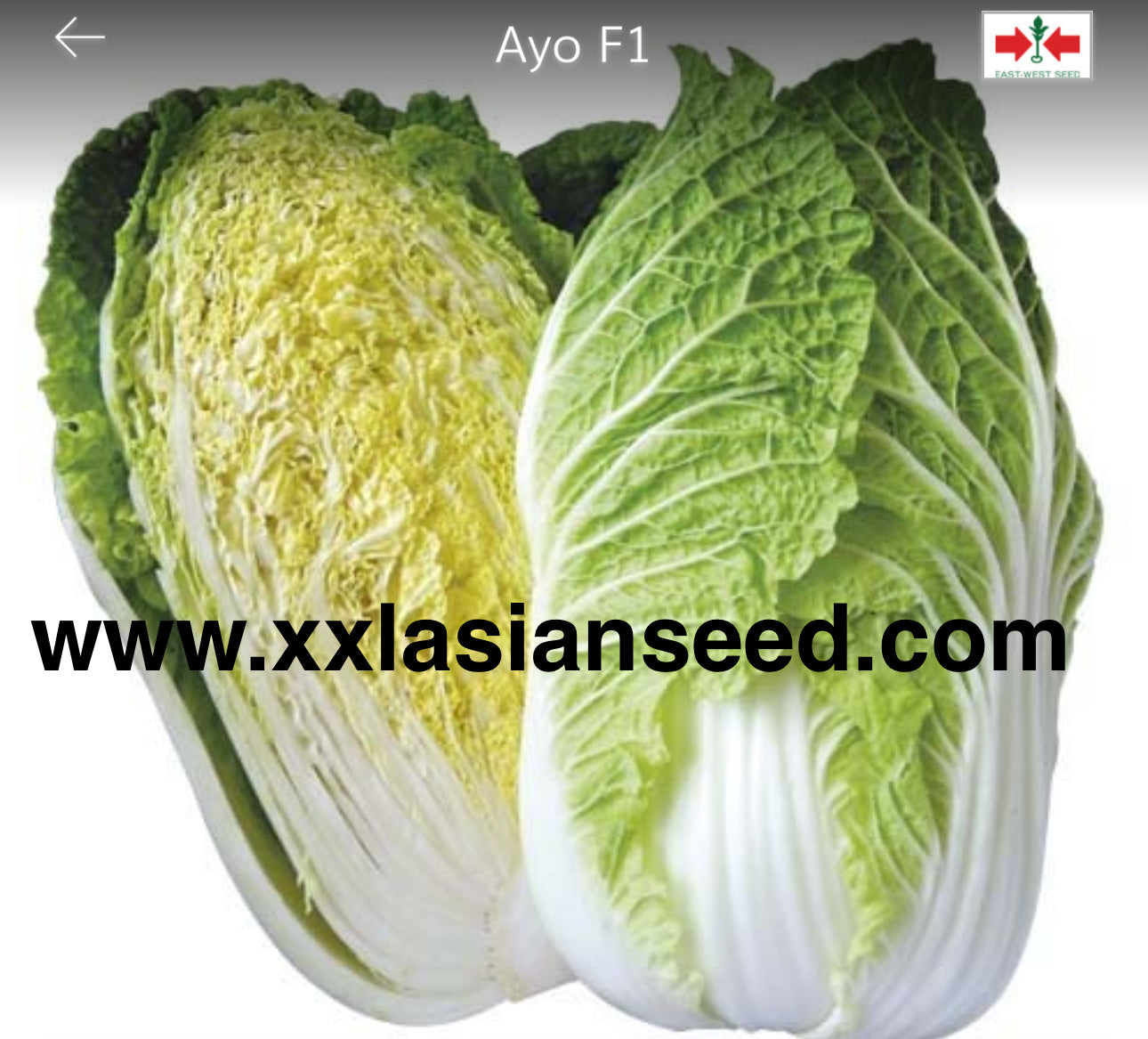 Chinese Cabbage Heading: Ayo F1