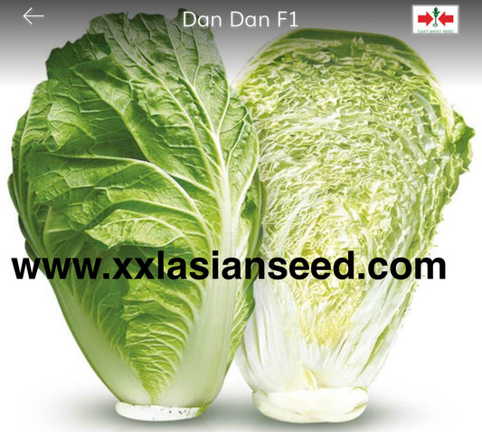 Chinese Cabbage Heading; Dan Dan F1