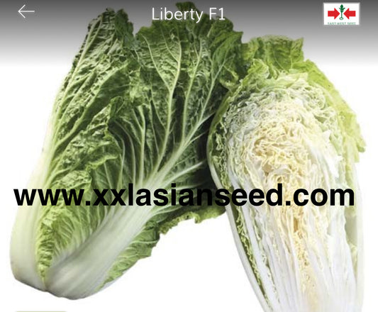 Chinese Cabbage Heading; Liberty F1