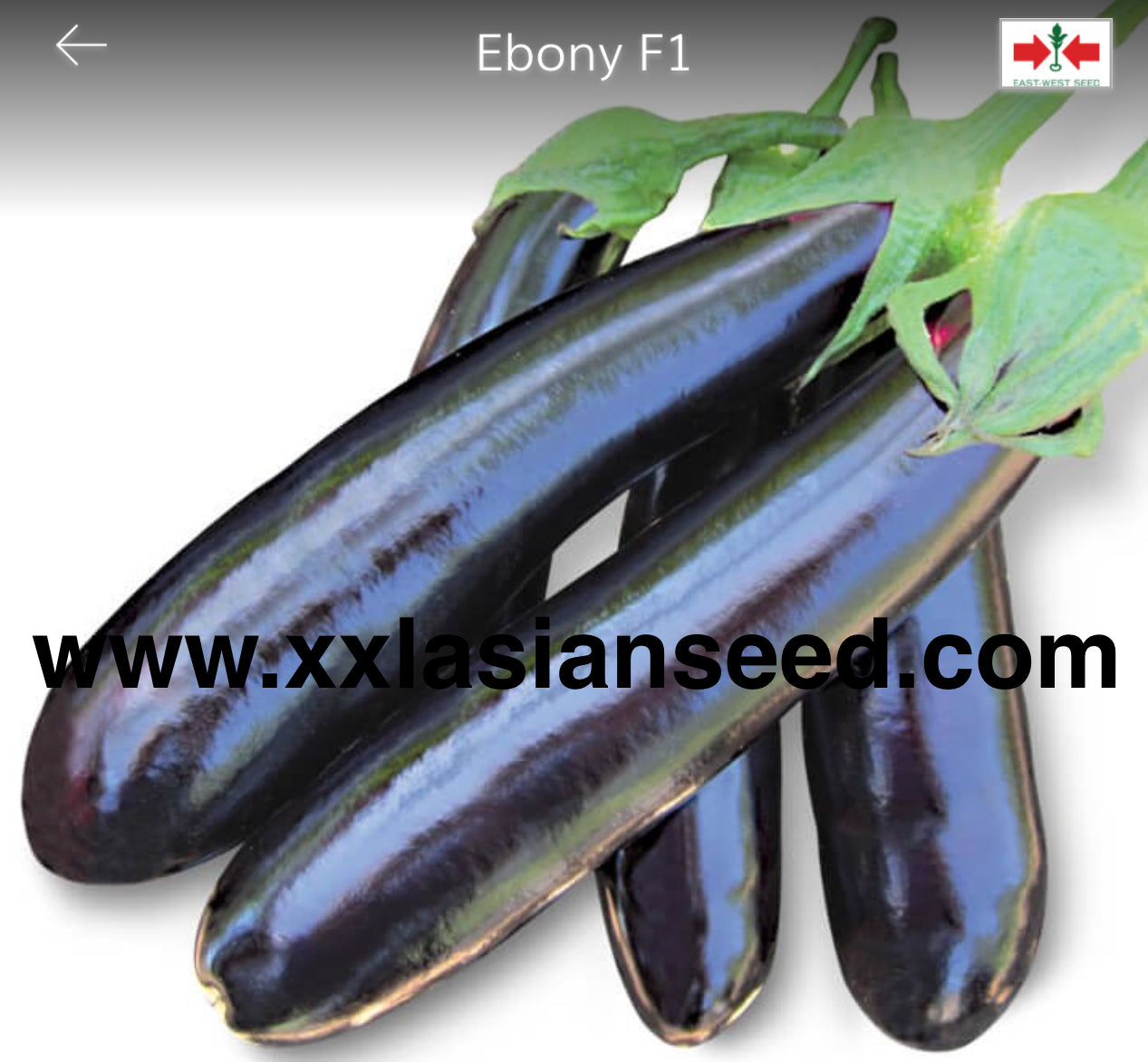 Ebony F1