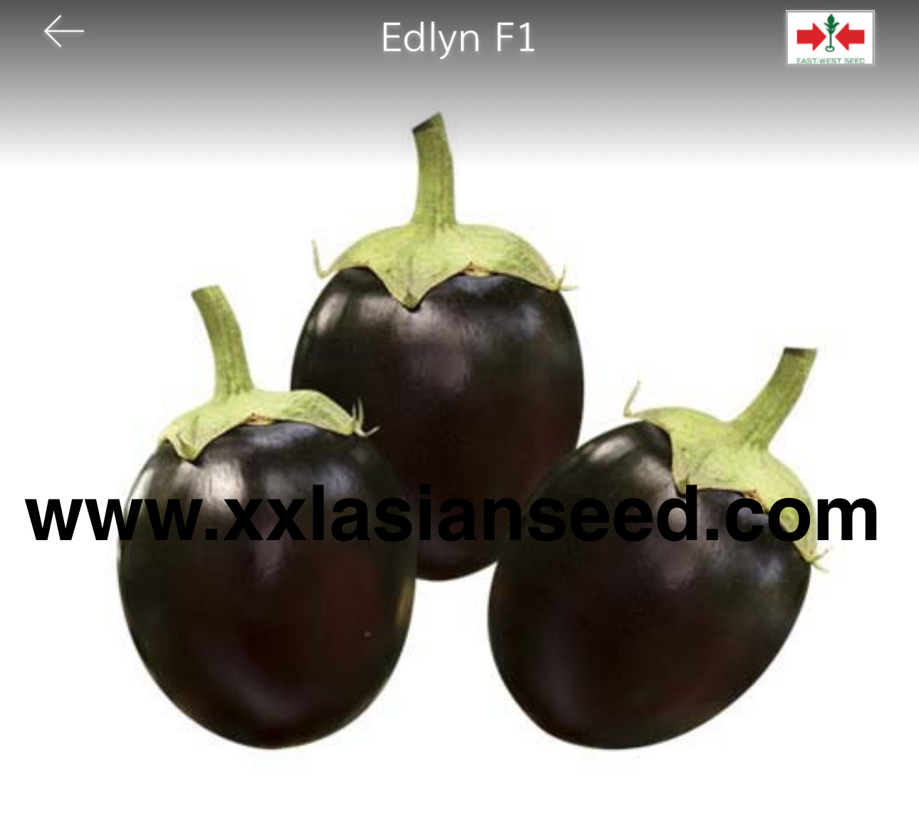 Edlyn F1