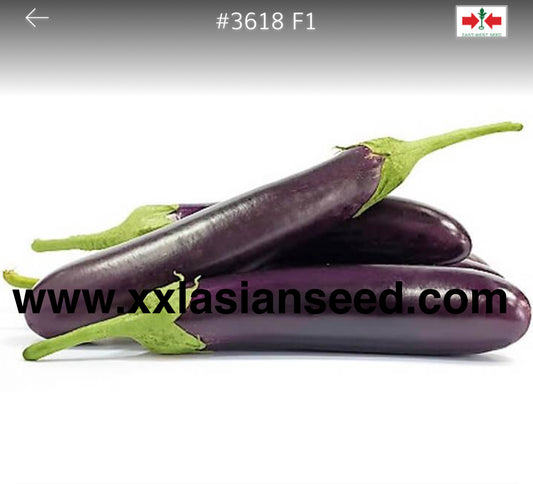 eggplant; #3618 F1