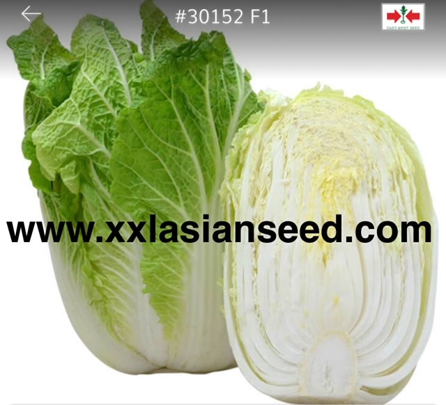 Chinese Cabbage Heading; #30152 F1