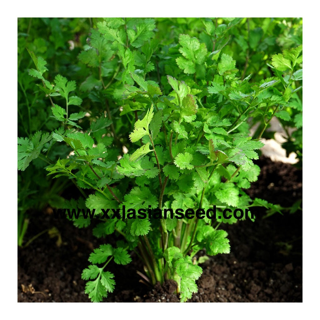 Coriander; Ramses