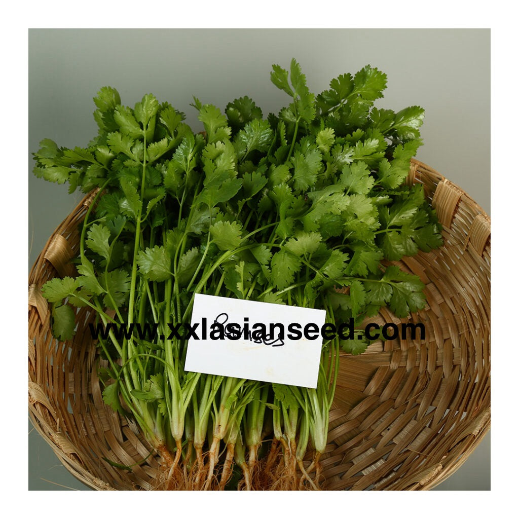 Coriander; Ramses