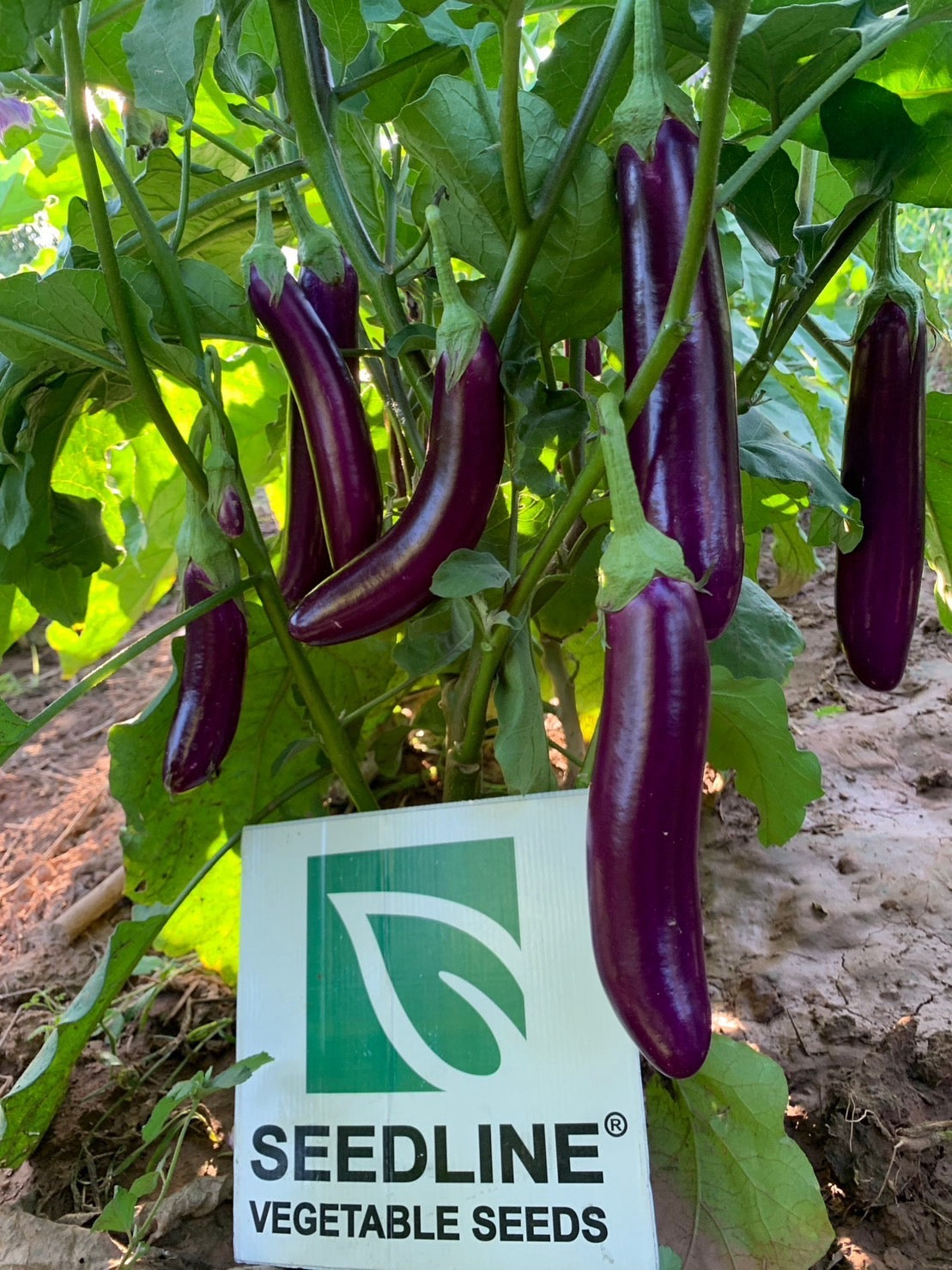 F1 Hybrid long purple eggplant - Intani