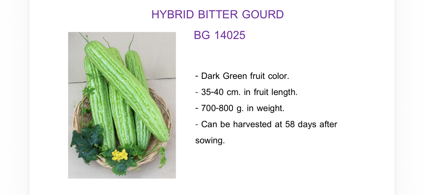 Dark Green hybrid Bitter Gourd