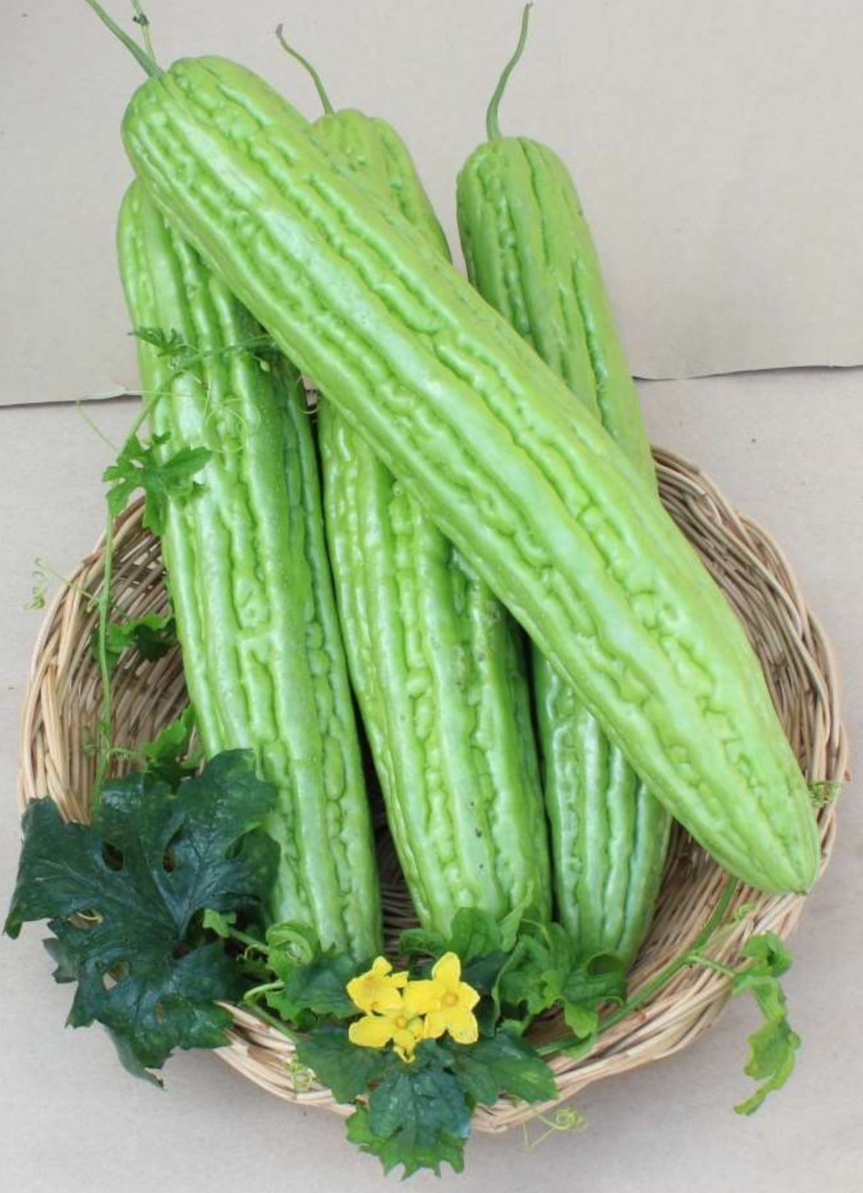 Dark Green hybrid Bitter Gourd
