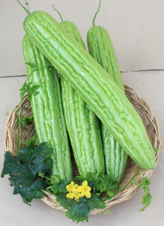 Dark Green hybrid Bitter Gourd