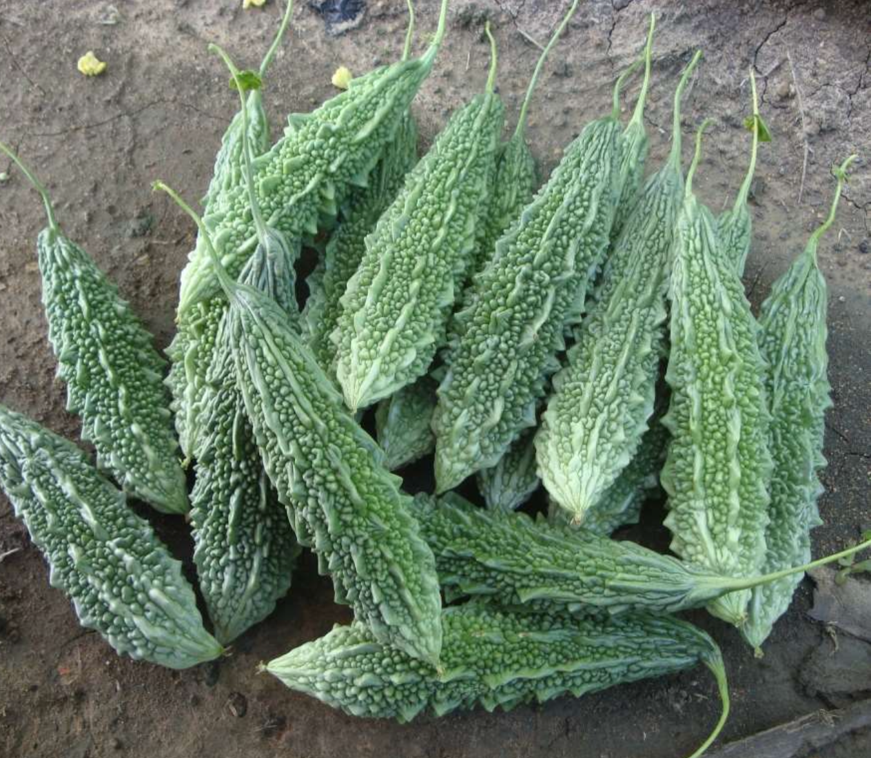 Indian Hybrid BitterGourd