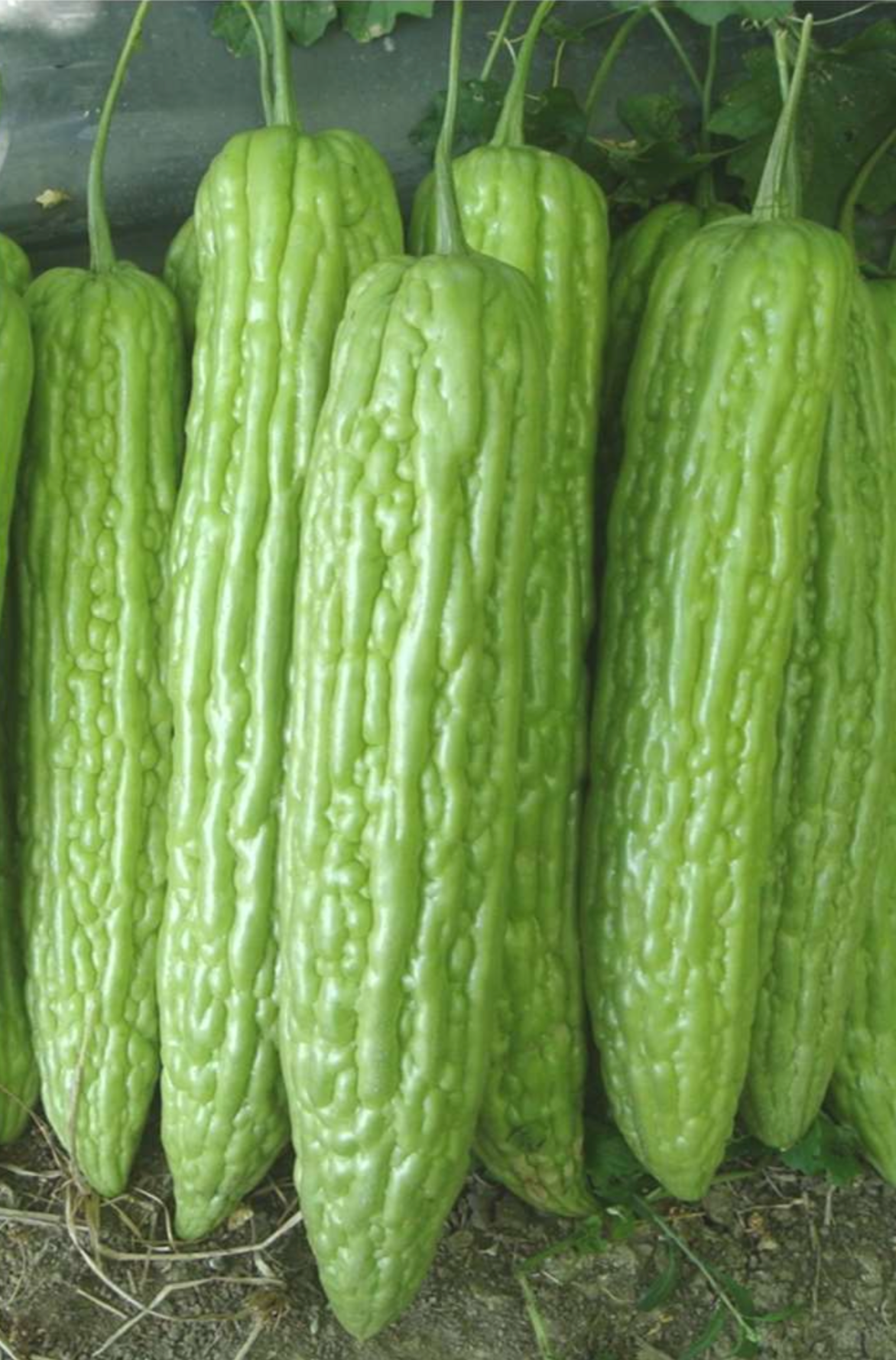Light Green Hybrid Bittergourd