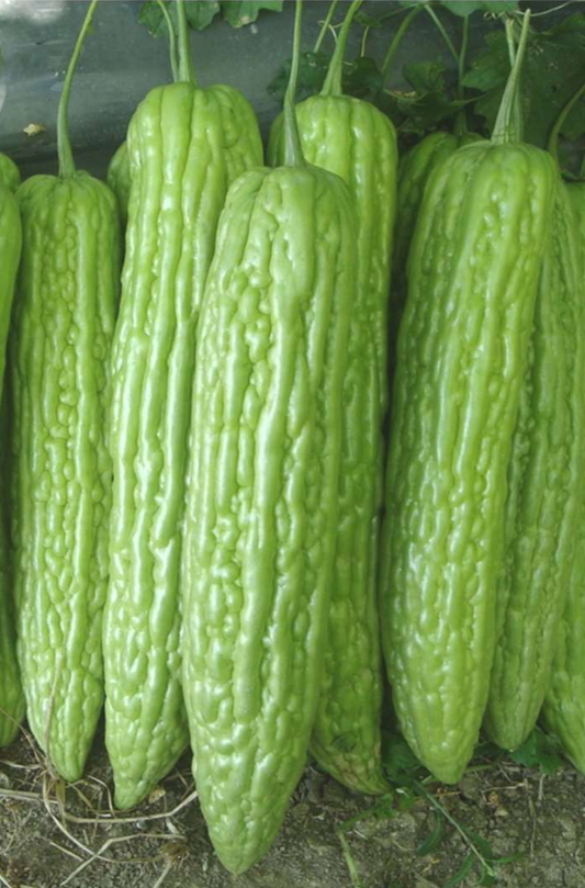 Light Green Hybrid Bittergourd