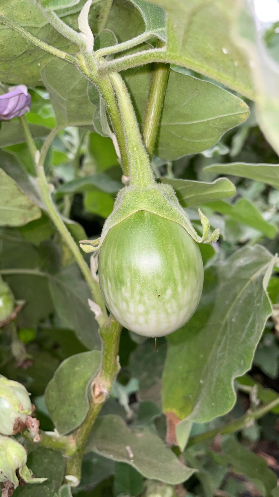 Thai eggplant - ovala - F1
